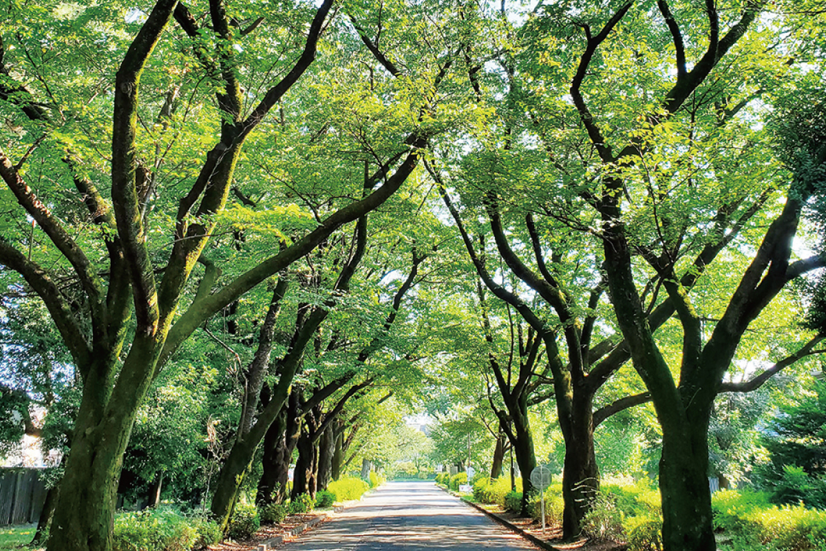 小金井公園 小金井公園