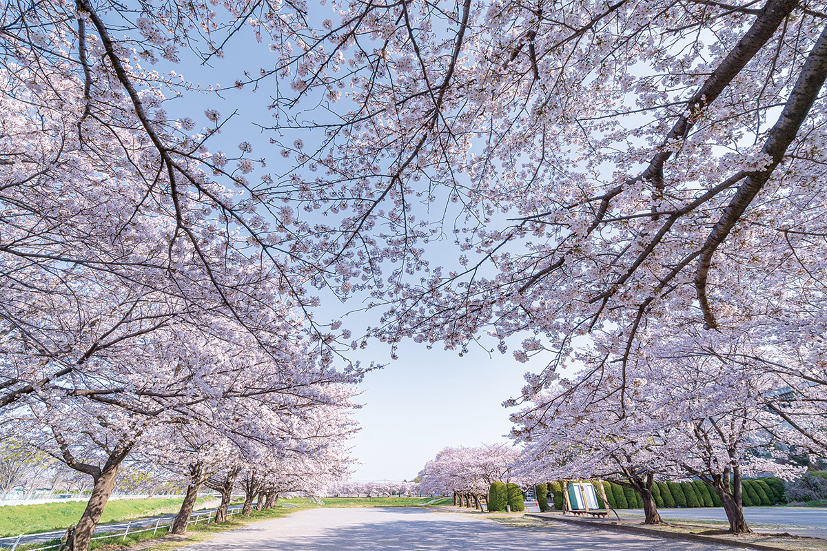 見沼田んぼの桜回廊 見沼田んぼの桜回廊
