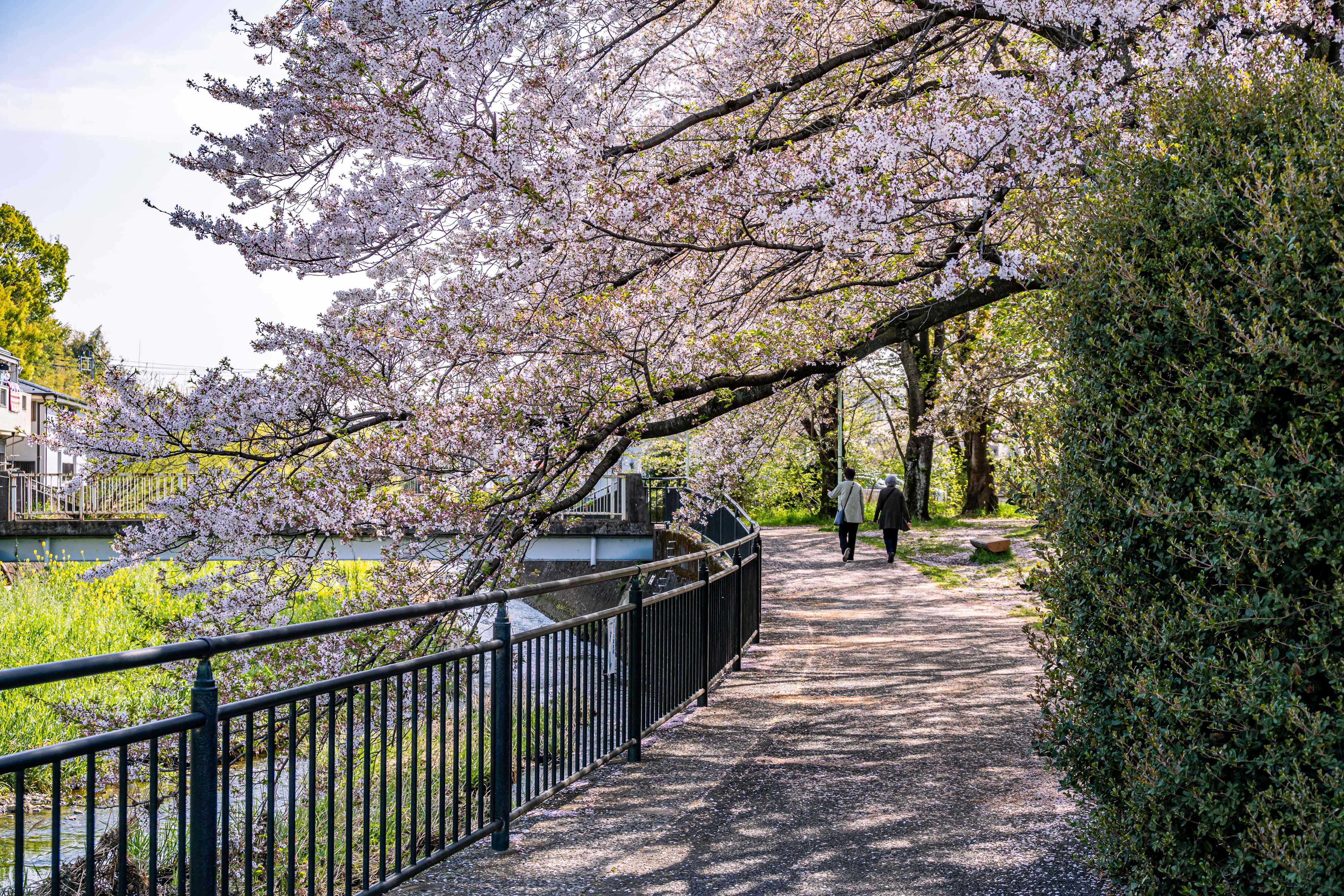 桜の公園 桜の公園