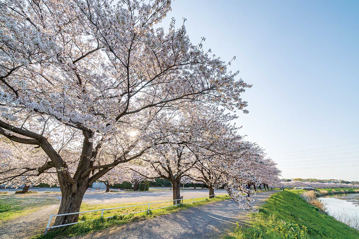 見沼田んぼの桜回廊 見沼田んぼの桜回廊